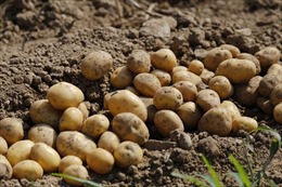 Các nhà khoa học Nga đạt thành tựu đột phá từ vỏ khoai tây