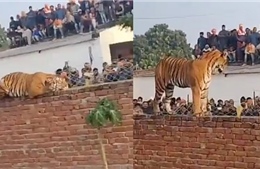 Người dân Ấn Độ hiếu kỳ tập trung xem hổ ‘tạo dáng’ giữa làng