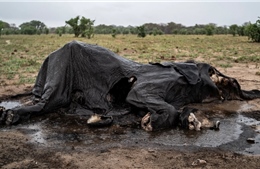 Cả trăm con voi chết khô do hạn hán nghiêm trọng tại Zimbabwe