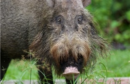 Dịch tả lợn châu Phi lây lan trong lợn hoang dã, gây nguy cơ để lại hậu quả to lớn