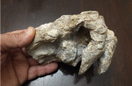 Phát hiện hóa thạch tê tê khủng long nặng 200 kg ở Argentina