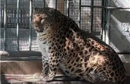 Vườn thú Trung Quốc gây tranh cãi vì để động vật béo phì