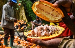 Nghịch lý giá cacao đắt hơn giá đồng nhưng người nông dân vẫn phải nhận trái đắng