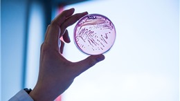 Giới khoa học phát hiện vi khuẩn &#39;ma cà rồng&#39; khát máu người