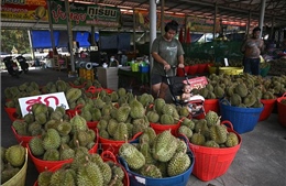Thái Lan khuyến cáo nông dân khi Trung Quốc tự trồng được sầu riêng