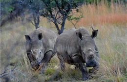 Nam Phi thử nghiệm tiêm chất phóng xạ vào sừng tê giác để ngăn săn trộm