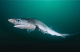 Các nhà khoa học lo ngại khi cá mập dương tính với cocain