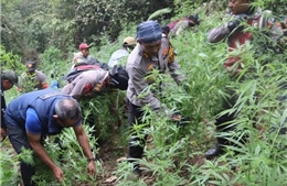 Cảnh sát Indonesia phát hiện cả &#39;cánh đồng&#39; cần sa trong vườn quốc gia