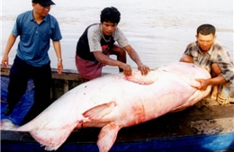 Kích thước của cá khổng lồ ở sông Mekong nhỏ đi với tốc độ đáng lo ngại