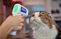 Dư luận Trung Quốc tranh cãi về việc đấu giá thú cưng để trả nợ