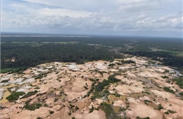 Giá vàng tăng vọt, 140.000 ha rừng Amazon ở Peru biến mất vì khai thác trái phép