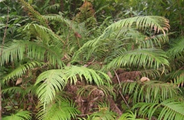 Các nhà khoa học Trung Quốc tìm ra loài cây biết &#39;khai thác&#39; đất hiếm