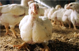 Bệnh nhân Mỹ nhập viện với chủng cúm gia cầm chưa từng ghi nhận ở người