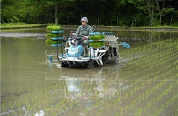 Lũ dữ trong 30 năm qua khiến lúa mất mùa nghiêm trọng