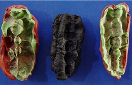 Tìm ra thành phần của &#39;kẹo cao su&#39; cách đây 10.500 năm
