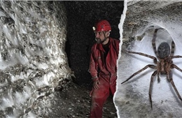 Phát hiện mạng nhện lớn nhất thế giới, có hơn 110.000 con