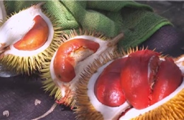 Tiểu bang Malaysia đặt cược vào giống sầu riêng hoang dã, cơm đỏ ít ngọt