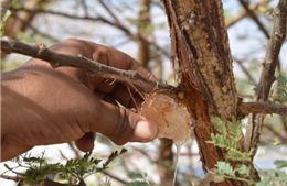 Không phải vàng, gôm Arabic mới là thứ làm nóng chiến sự Sudan