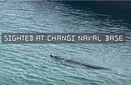 Căn cứ Hải quân Singapore tăng giám sát sau khi phát hiện cá sấu dưới biển