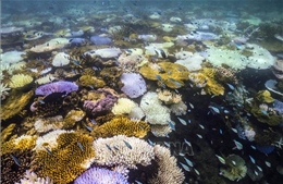 Nắng nóng 3 năm liên tiếp tẩy trắng một nửa rạn san hô toàn cầu