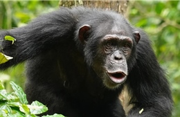 Thí nghiệm giải mã trí tưởng tượng của loài vượn