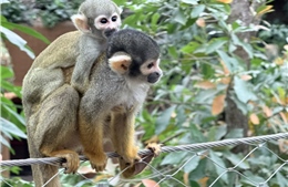 Độc đáo hệ sinh thái nhiệt đới khép kín lớn nhất thế giới tại Bỉ