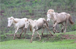 Dự luật coi động vật họ ngựa là thú cưng ở Italy