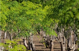 'Cây kỳ diệu' loại bỏ 98% vi nhựa trong nước 