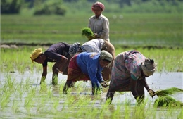 Mùa màng châu Á lao đao trước nắng nóng và El Nino