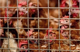 Bài học từ cuộc chiến 30 năm chống cúm gia cầm H5N1 ở châu Á