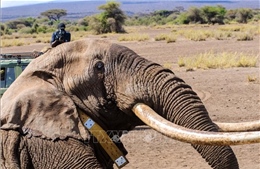 Kenya lo nông sản nhiễm độc sau cái chết của 15 con tại vườn quốc gia Amboseli