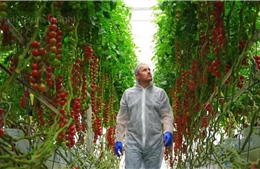 Đưa công nghệ Israel vào nông nghiệp Việt Nam: Từ chuyển giao đến đồng phát triển