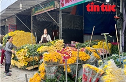 Hoa Mê Linh thắm sắc chuẩn bị cho Tết nguyên đán Bính Ngọ 2026