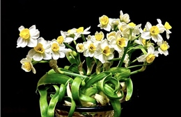 Thủy tiên lặng lẽ ấm nồng hương xưa