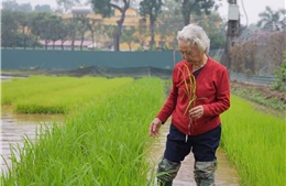 Anh hùng Lao động Nguyễn Thị Trâm: Người phụ nữ dệt nên mùa vàng