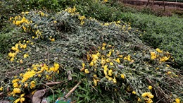 Làng hoa Tây Tựu lao đao vì dịch, hoa vứt bỏ đầy đồng