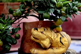 Hổ vàng ôm quất bonsai hút khách chơi Tết sớm