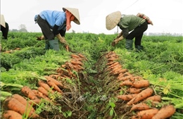 Hải Dương vào vụ thu hoạch cà rốt