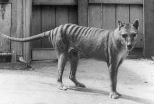 Phục hồi thành công RNA của hổ đã tuyệt chủng