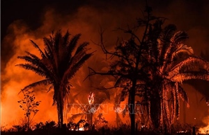 Cháy rừng hoành hành ở vùng đất ngập nước nhất thế giới