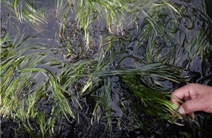 Nhật Bản trồng cỏ biển để thu giữ carbon