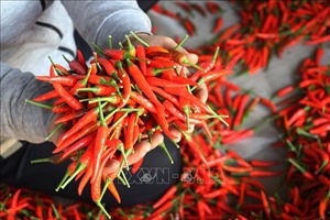 Lưu ý doanh nghiệp các quy định khi xuất khẩu ớt vào Đài Loan 