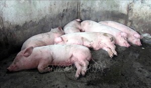 Thu giữ hơn 4 tấn sản phẩm động vật không đảm bảo an toàn thực phẩm