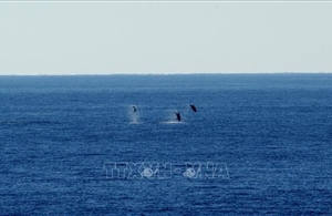 Phát hiện bất ngờ về nơi đại dương hấp thụ nhiều khí carbon nhất