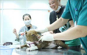 TP Hồ Chí Minh: Hỗ trợ 50% chi phí tiêm vaccine phòng dại tại 5 huyện ngoại thành
