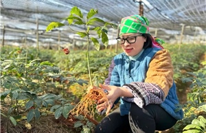 Lương y với nỗ lực chuẩn hóa, lưu truyền các bài thuốc Nam