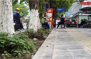 Nguy cơ cây xanh gãy đổ trên phố Trần Thái Tông trong mùa mưa bão