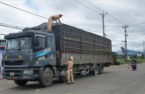 Gia Lai: Quyết liệt &#39;dẹp&#39; nạn xe chở nông sản quá khổ, quá tải