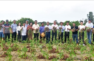 Hành tím Tết được mùa, được giá