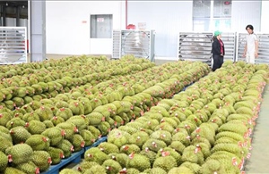 Trái cây Việt trước cơ hội bứt phá tại thị trường tỷ dân